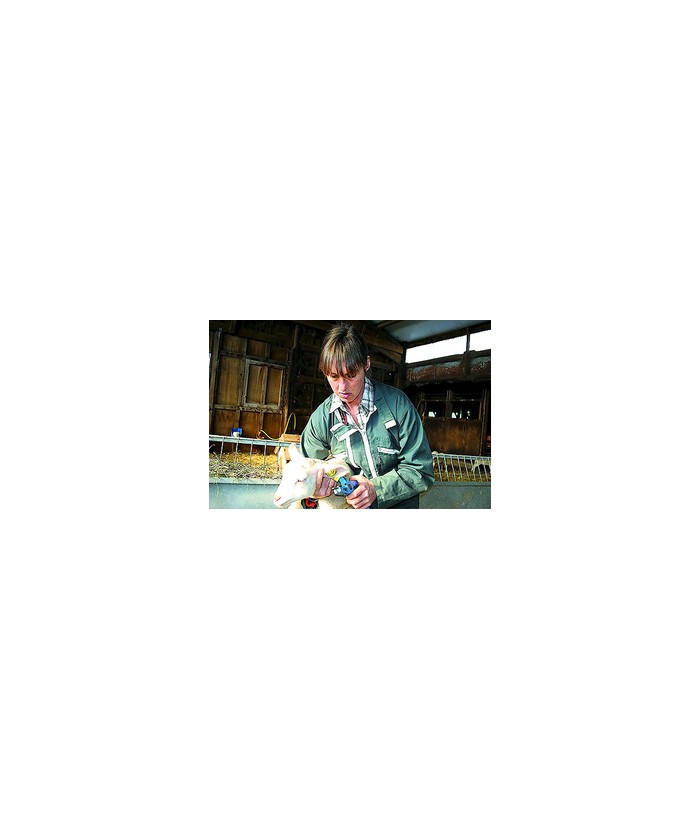 Boucle moutons et chevre