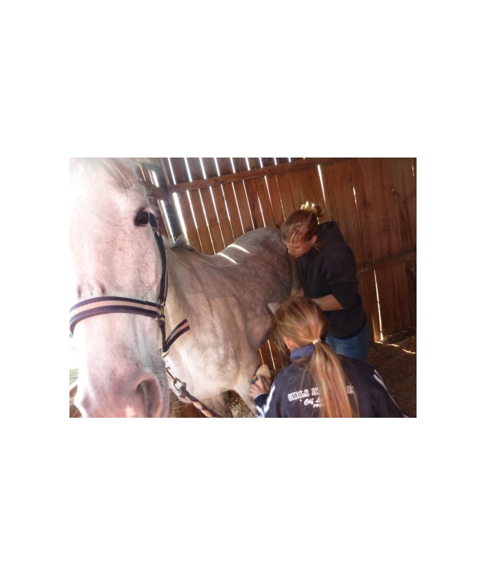 Tondeuse cheval proftym